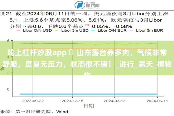 线上杠杆炒股app ​山东露台养多肉，气候非常舒服，度夏无压力，状态很不错！_进行_露天_植物